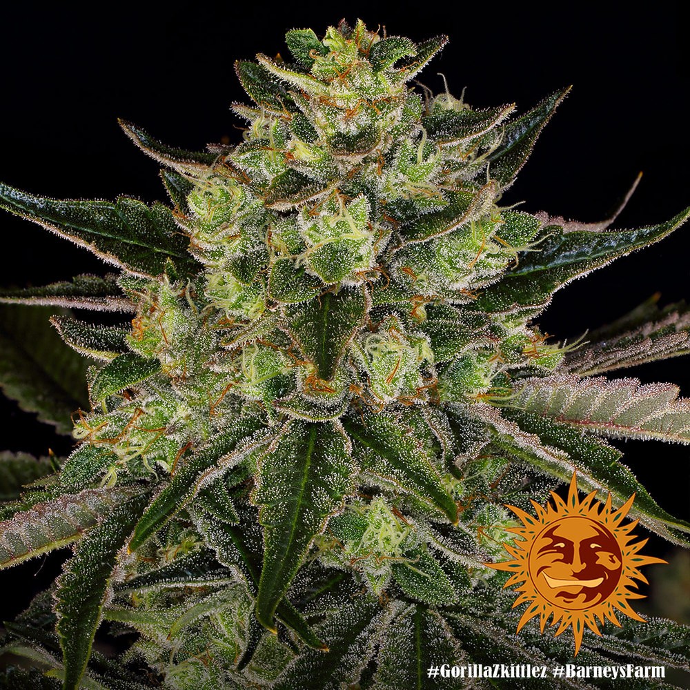 Barneys Farm Gorilla Zkittlez Fem 3St. Bild 3