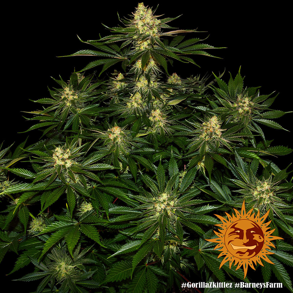 Barneys Farm Gorilla Zkittlez Fem 3St. Bild 4