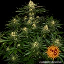 Barneys Farm Gorilla Zkittlez Fem 3St. Bild 4