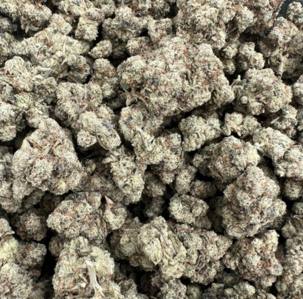 In House Genetics Platinum Gorilla Fem 3St. Bild 2