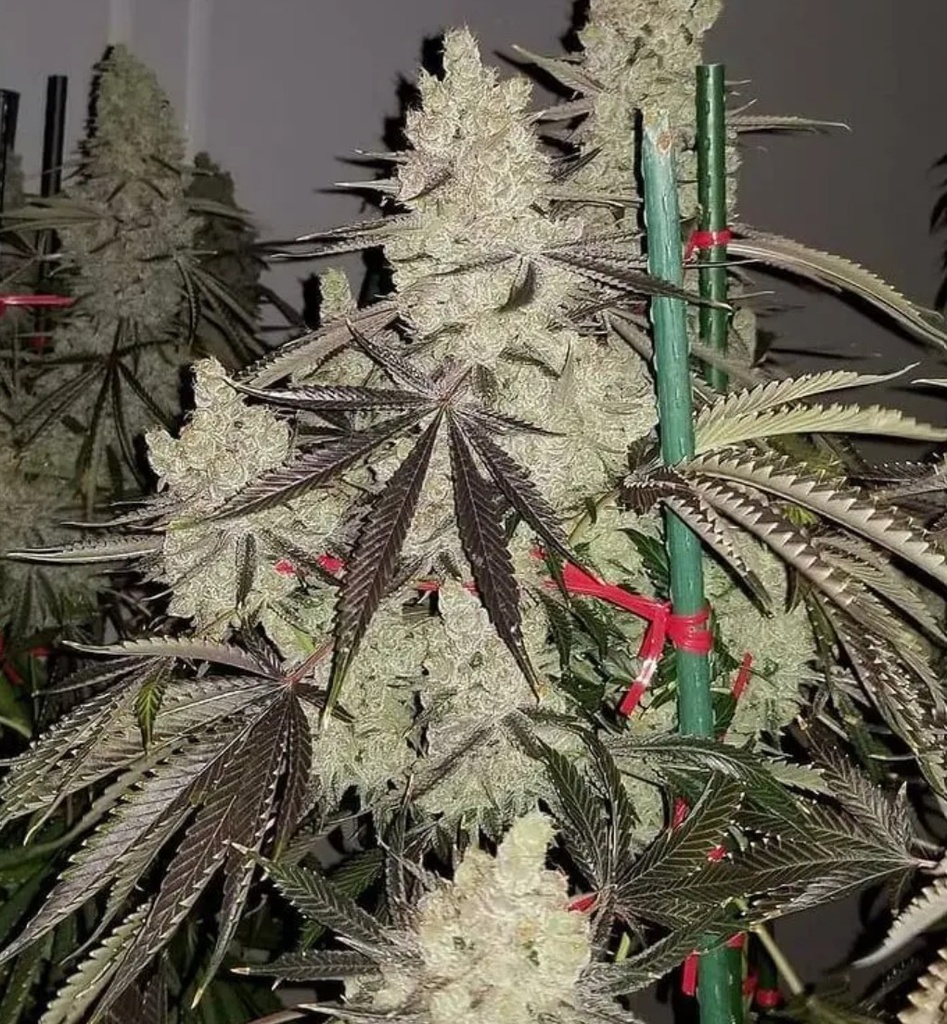 In House Genetics Slurricane IX Fem 3St. Bild 2