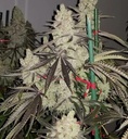 In House Genetics Slurricane IX Fem 3St. Bild 2