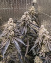 In House Genetics Sugar Cane Fem 3St. Bild 2