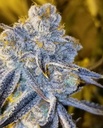 In House Genetics Sugar Cane Fem 3St. Bild 3