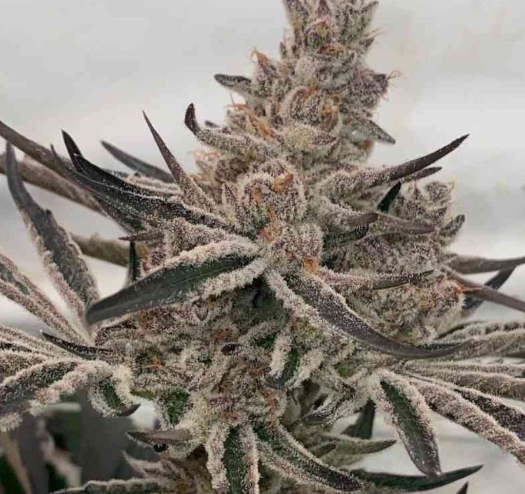 In House Genetics Deluxe Sugarcane Fem 3 St. Bild 2
