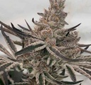 In House Genetics Deluxe Sugarcane Fem 3 St. Bild 2