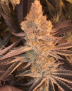 In House Genetics Dolato S1 Bild 3