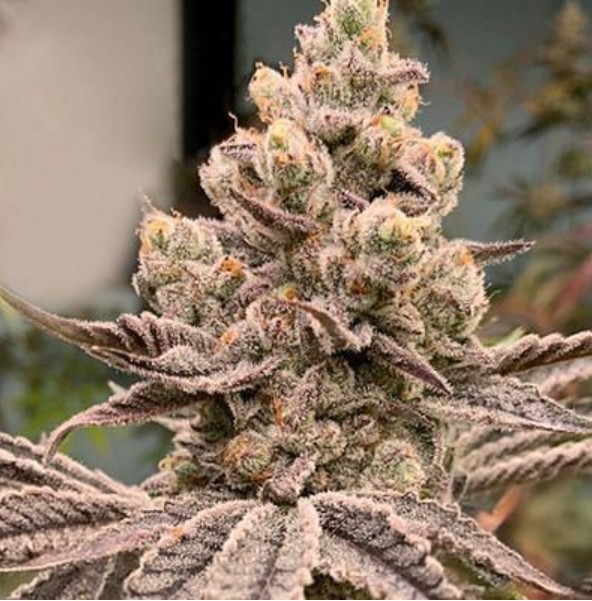 In House Genetics Frozen Grapes Fem 3St. Bild 3