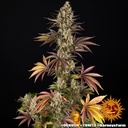 Barneys Farm OG Kush Fem 3St. Bild 2