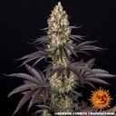 Barneys Farm OG Kush Fem 3St. Bild 3