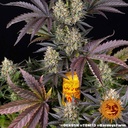 Barneys Farm OG Kush Fem 3St. Bild 4