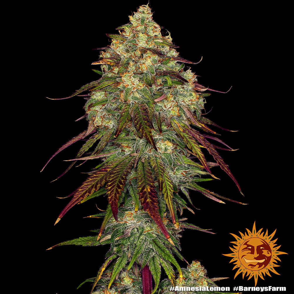 Barneys Farm Amnesia Lemon Fem 3St. Bild 2