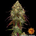 Barneys Farm Amnesia Lemon Fem 3St. Bild 2