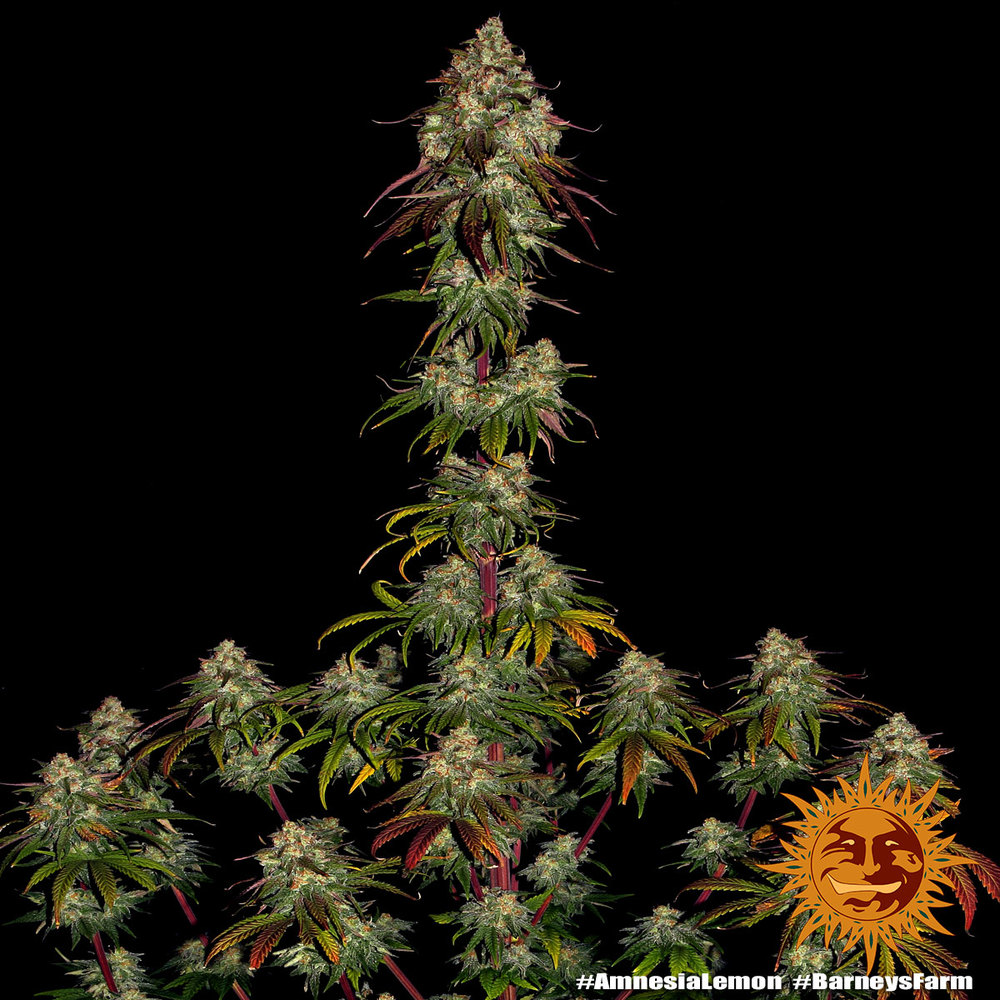 Barneys Farm Amnesia Lemon Fem 3St. Bild 3