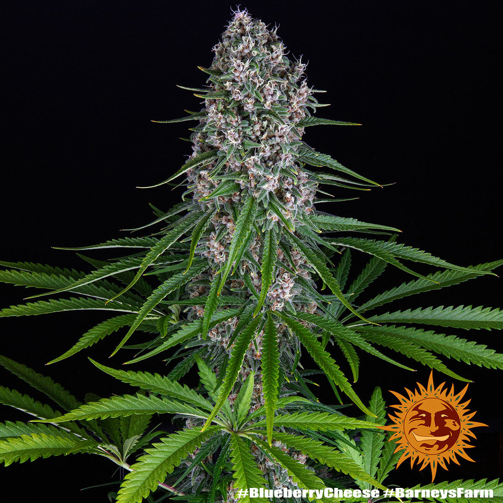 Barneys Farm Blue Cheese Fem 3St. Bild 2
