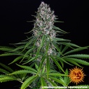 Barneys Farm Blue Cheese Fem 3St. Bild 2