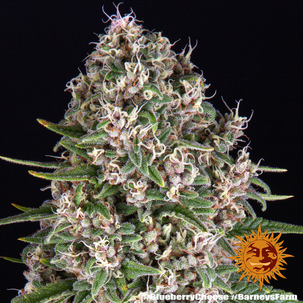 Barneys Farm Blue Cheese Fem 3St. Bild 3