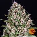 Barneys Farm Blue Cheese Fem 3St. Bild 3