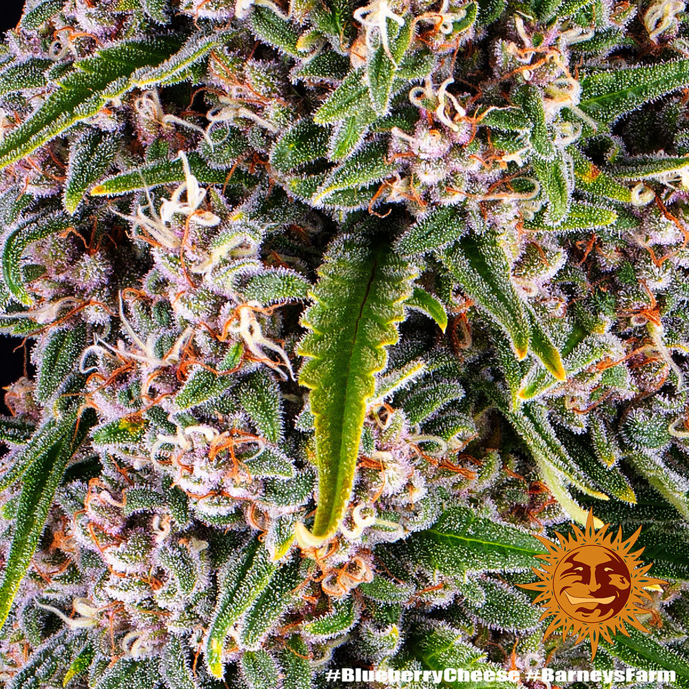 Barneys Farm Blue Cheese Fem 3St. Bild 4