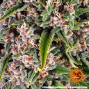 Barneys Farm Blue Cheese Fem 3St. Bild 4
