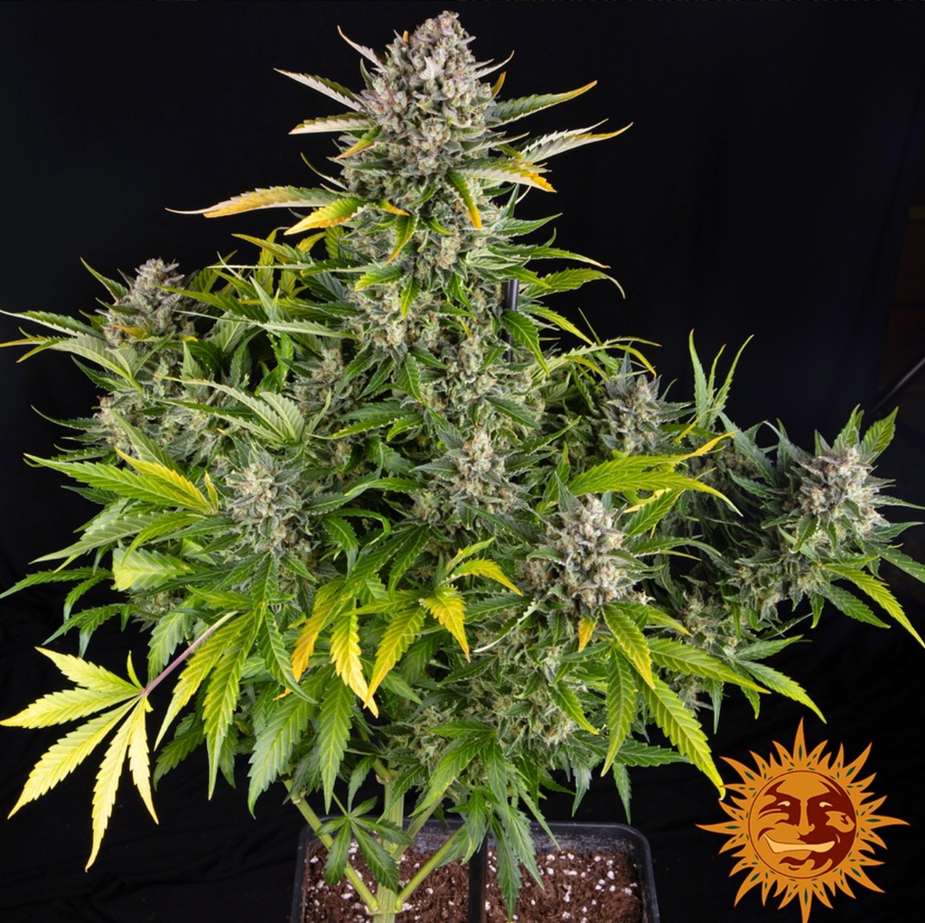 Barneys Farm Strawberry Cheesecake Auto Fem 3St. Bild 2
