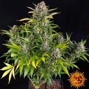Barneys Farm Strawberry Cheesecake Auto Fem 3St. Bild 2
