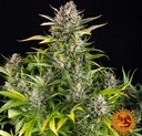 Barneys Farm Strawberry Cheesecake Auto Fem 3St. Bild 3