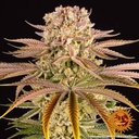 Barneys Farm Pineapple Express Fem 3St. Bild 2