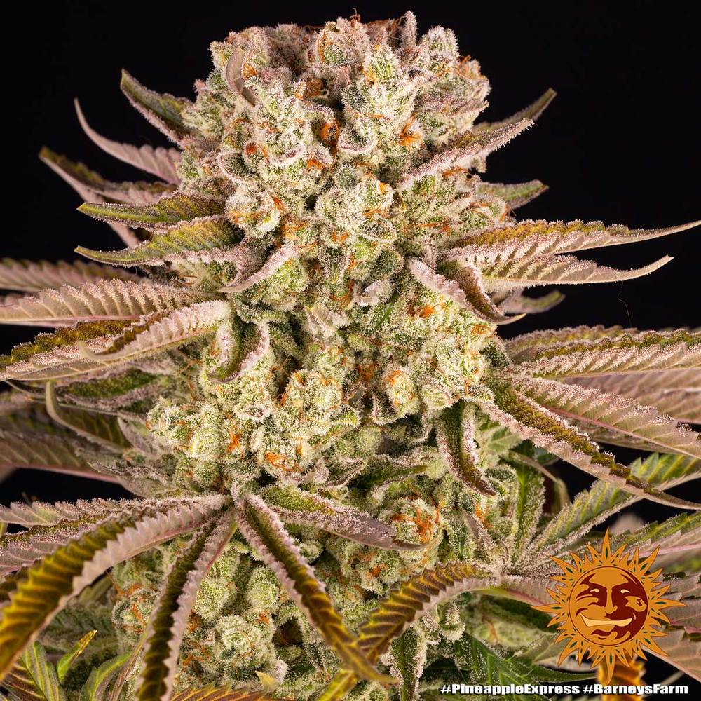 Barneys Farm Pineapple Express Fem 3St. Bild 3