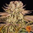 Barneys Farm Pineapple Express Fem 3St. Bild 3