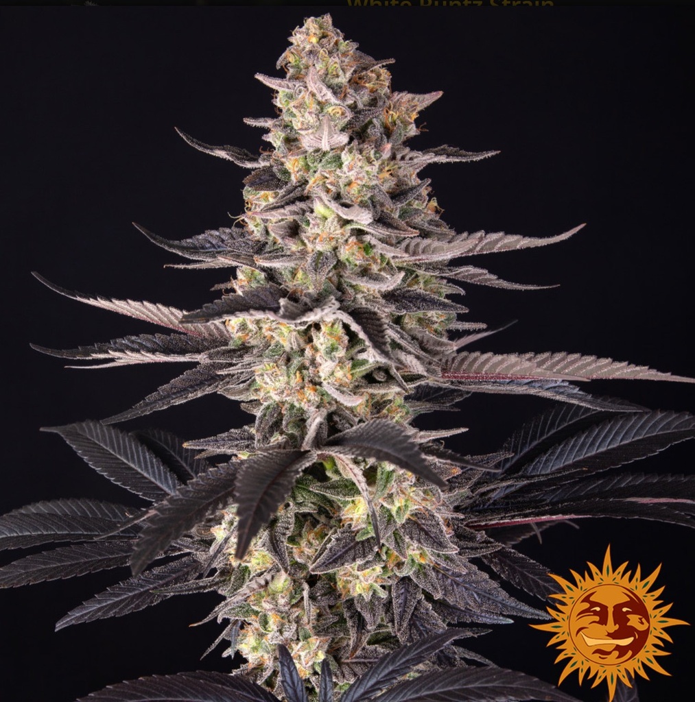 Barneys Farm White Runtz Fem 3St. Bild 2