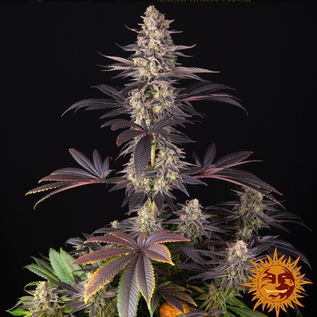 Barneys Farm White Runtz Fem 3St. Bild 3