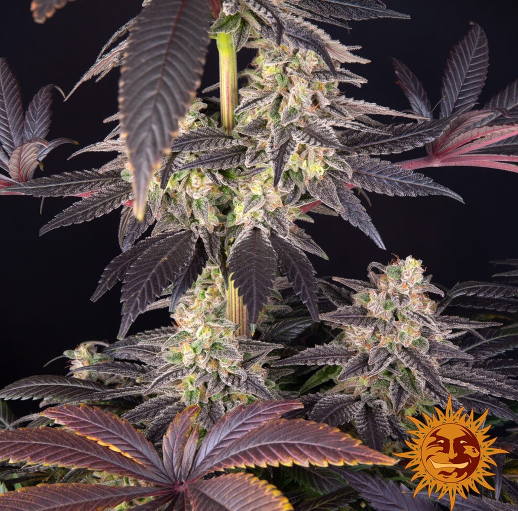 Barneys Farm White Runtz Fem 3St. Bild 4