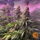 Barneys Farm Tropicanna Banana Fem 3St. Bild 2