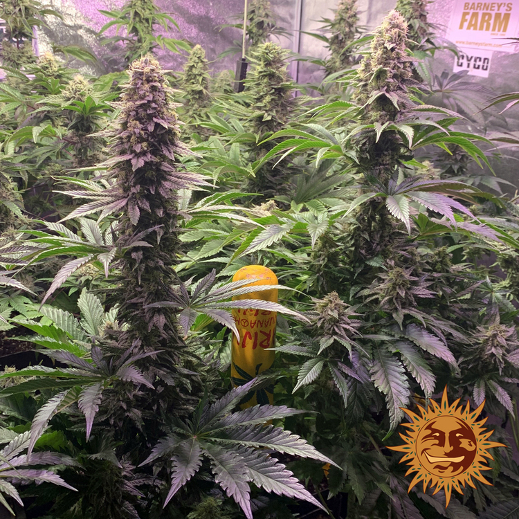 Barneys Farm Tropicanna Banana Fem 3St. Bild 3