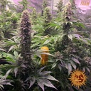 Barneys Farm Tropicanna Banana Fem 3St. Bild 3