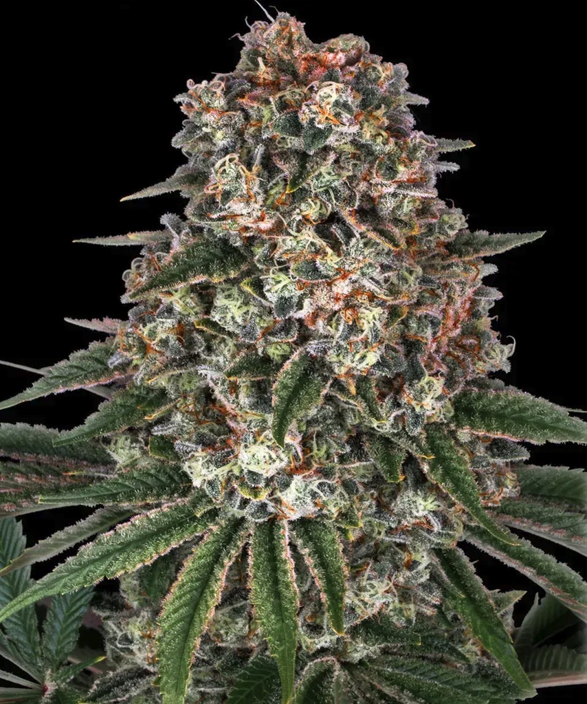 Barneys Farm Tropicanna Banana Fem 3St. Bild 4