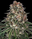Barneys Farm Tropicanna Banana Fem 3St. Bild 4