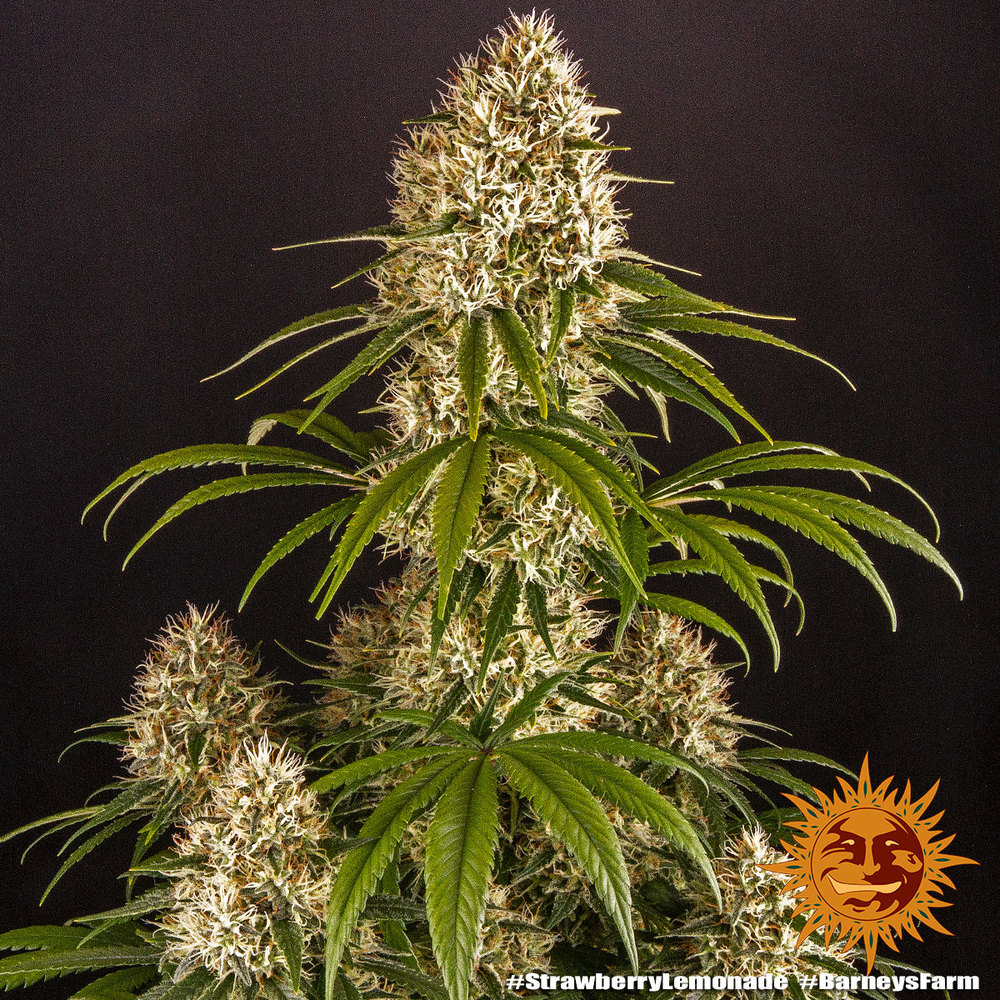 Barneys Farm Strawberry Lemonade Fem 3St. Bild 2