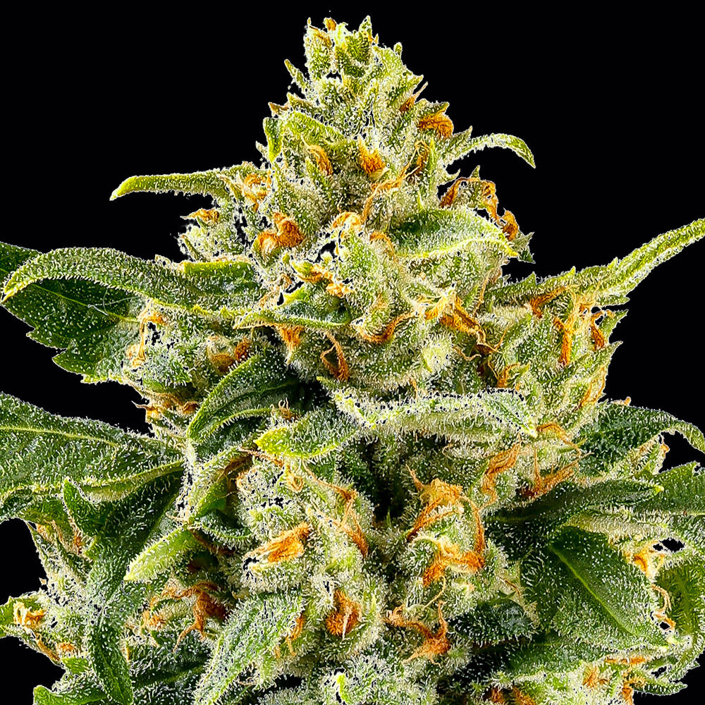 Barneys Farm Skunk #1 Fem 3St. Bild 2
