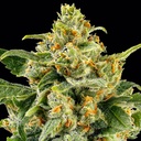 Barneys Farm Skunk #1 Fem 3St. Bild 2