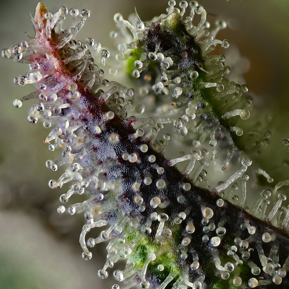 Barneys Farm Skunk #1 Fem 3St. Bild 3