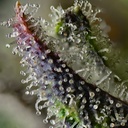 Barneys Farm Skunk #1 Fem 3St. Bild 3