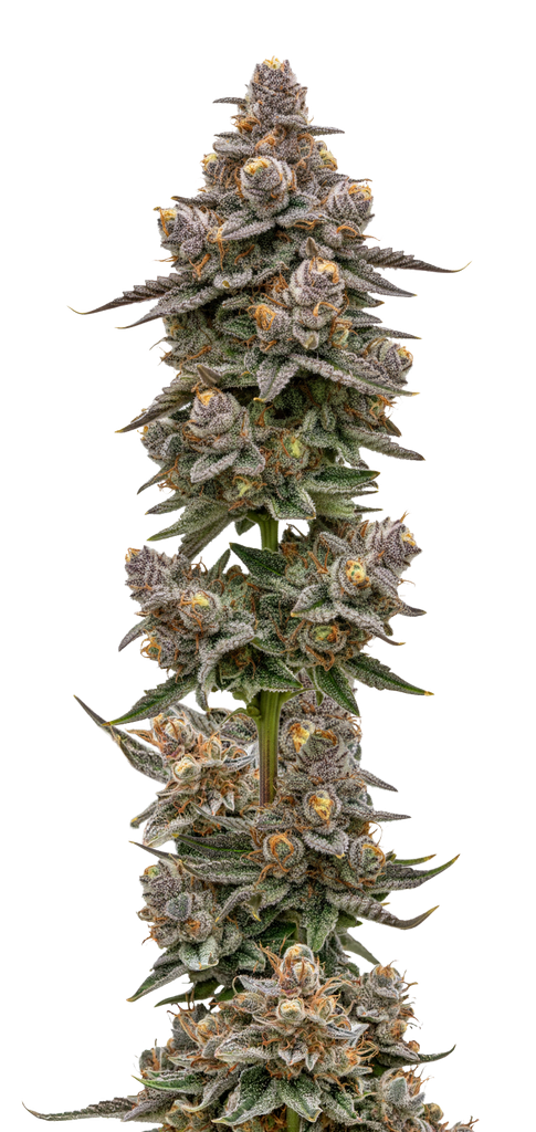 Growers Choice Blue Zeclair Fem 3St. Bild 2