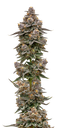 Growers Choice Blue Zeclair Fem 3St. Bild 2