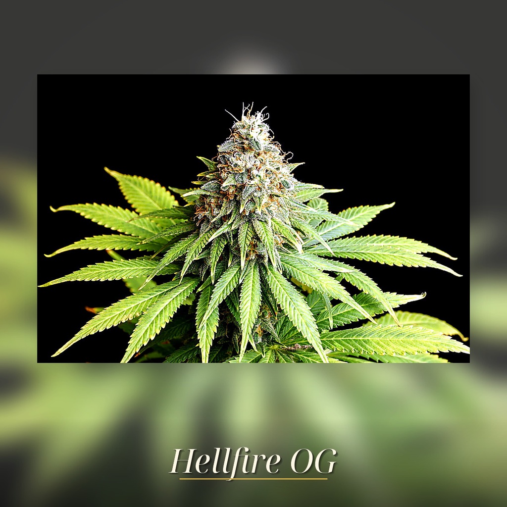 Kannabia Hellfire OG Fem. 3St. – Ansicht 3
