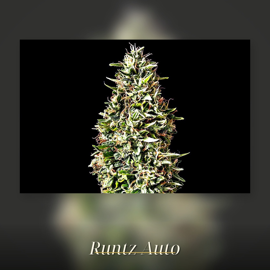 Kannabia Runtz Auto Fem. 3St. – Ansicht 3