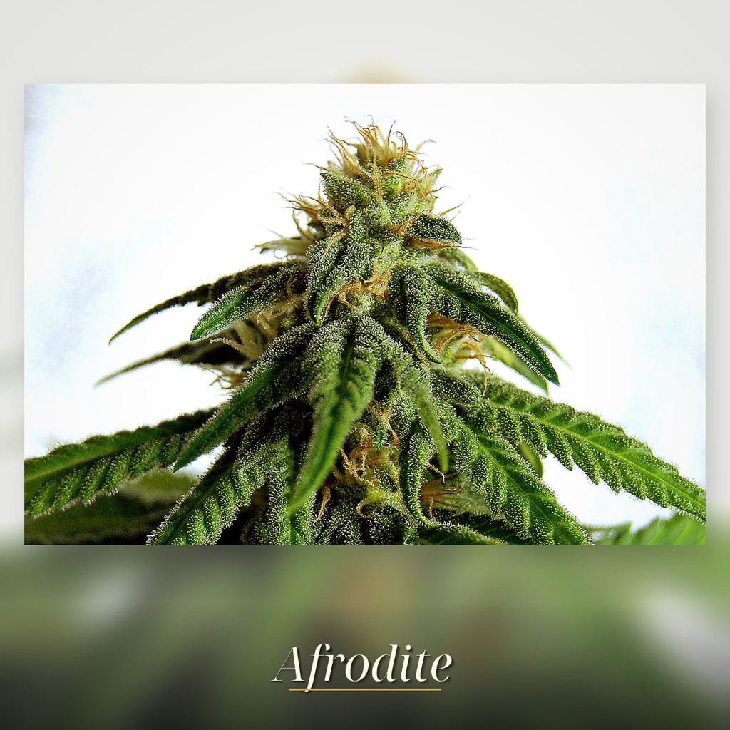 Kannabia Afrodite Fem. 3St. – Ansicht 3