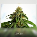 Kannabia Afrodite Fem. 3St. – Ansicht 3