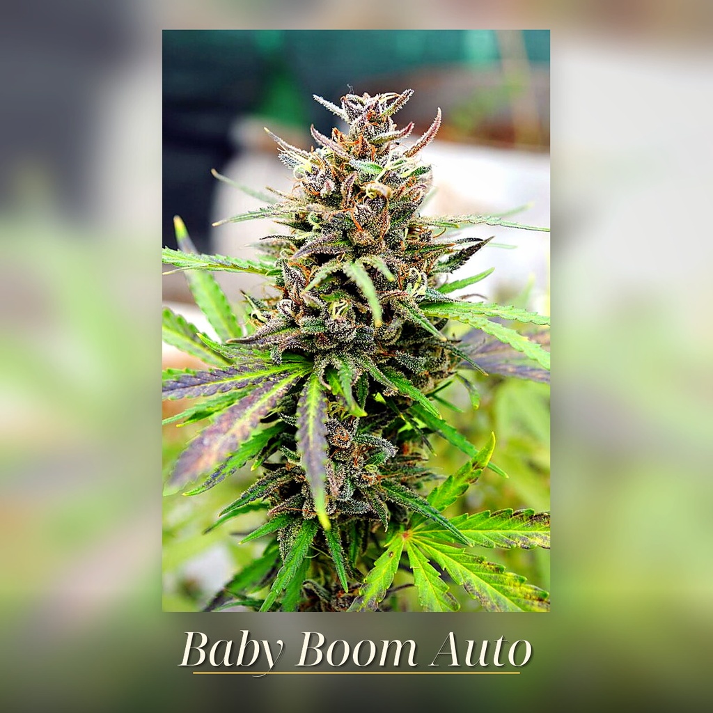 Kannabia Baby Boom Auto Fem. 3St. – Ansicht 3
